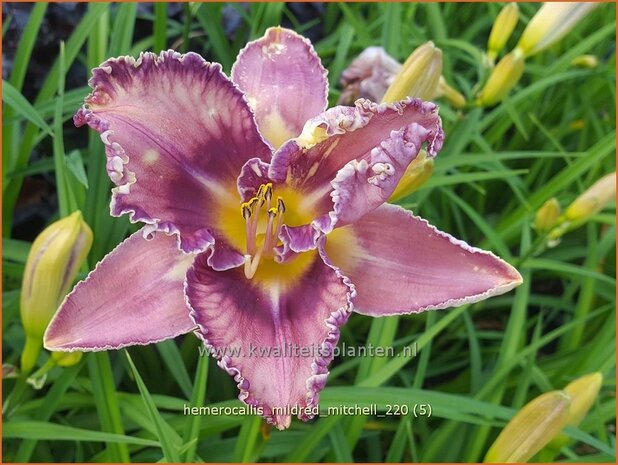 Hemerocallis 'Mildred Mitchell' | Daglelie | Taglilie