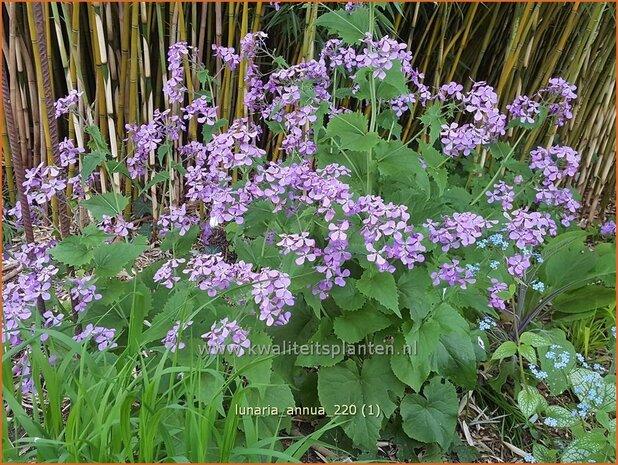 Lunaria annua | Judaspenning | Einjähriges Silberblatt