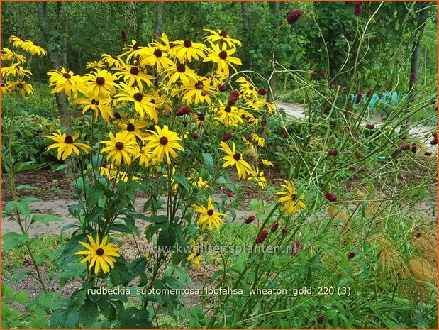 Rudbeckia subtomentosa &#39;Loofahsa Wheaton Gold&#39; | Zonnehoed | Schwachfilziger Sonnenhut