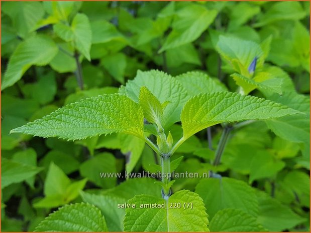 Salvia &#39;Amistad&#39; | Salie, Salvia | Salbei