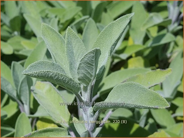 Salvia officinalis &#39;Berggarten&#39; | Echte salie, Keukensalie, Salie, Salvia | Echter Salbei