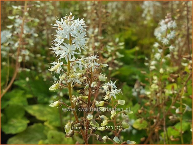 Tiarella wherryi | Schuimbloem, Perzische muts | Amerikanische Schaumblüte