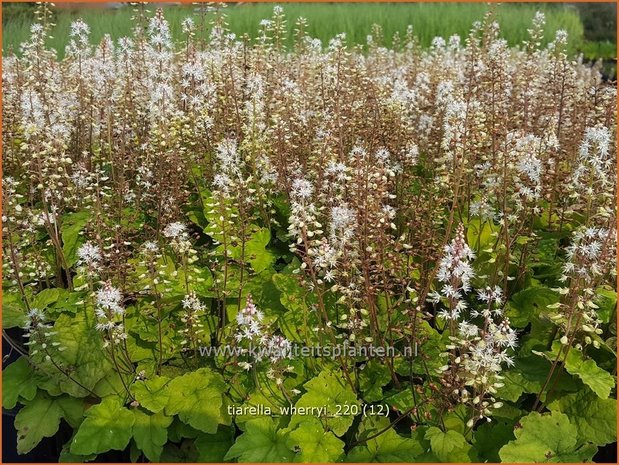 Tiarella wherryi | Schuimbloem, Perzische muts | Amerikanische Schaumblüte