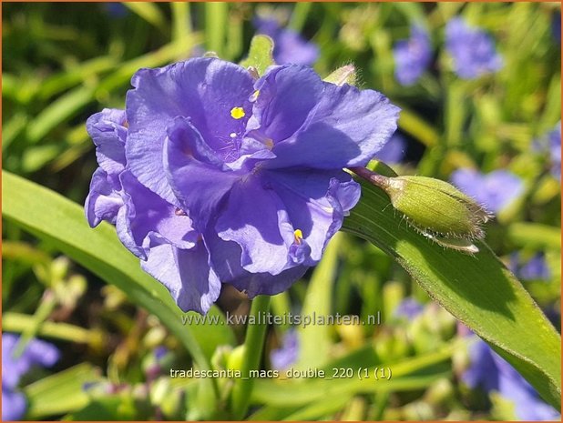 Tradescantia &#39;Mac&#39;s Double&#39; | Eendagsbloem, Vaderplant, Matrozensla | Dreimasterblume