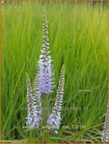 Veronica longifolia &#39;Zoe&#39; | Lange ereprijs, Ereprijs | Langblättriger Ehrenpreis