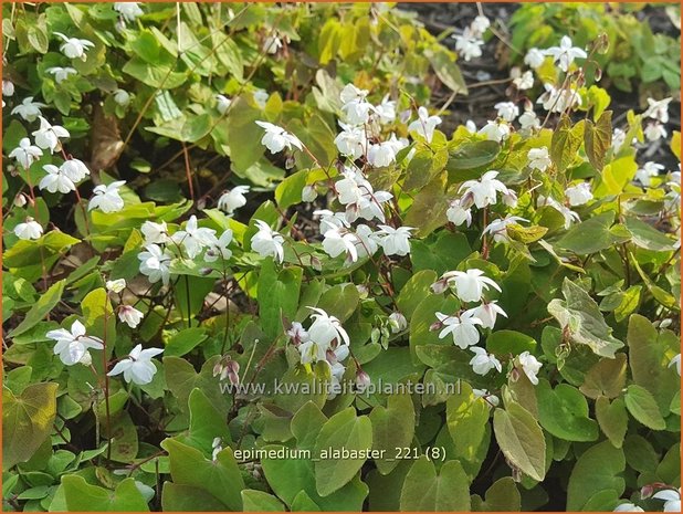 Epimedium 'Alabaster'