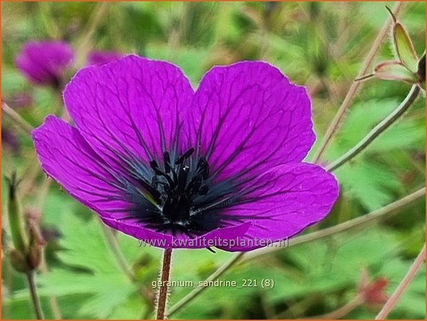 Geranium 'Sandrine' | Ooievaarsbek, Tuingeranium | Storchschnabel