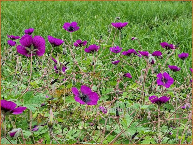 Geranium 'Sandrine' | Ooievaarsbek, Tuingeranium | Storchschnabel