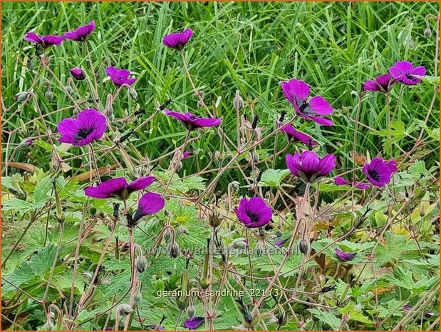 Geranium 'Sandrine' | Ooievaarsbek, Tuingeranium | Storchschnabel