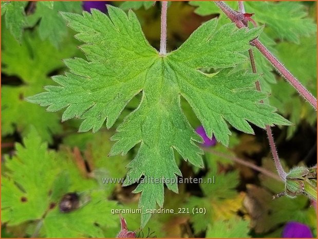 Geranium 'Sandrine' | Ooievaarsbek, Tuingeranium | Storchschnabel