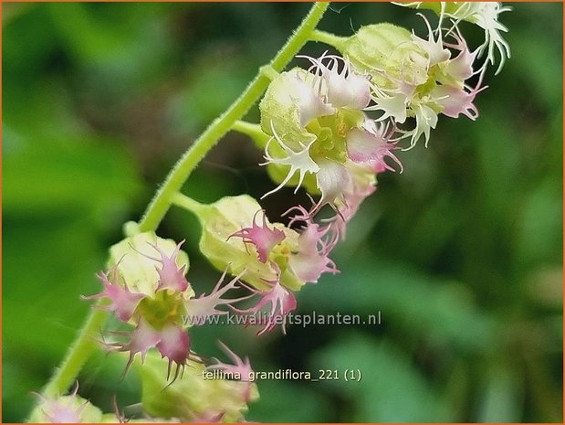 Tellima grandiflora | Franjekelk, Mijterloof | Falsche Alraunwurzel