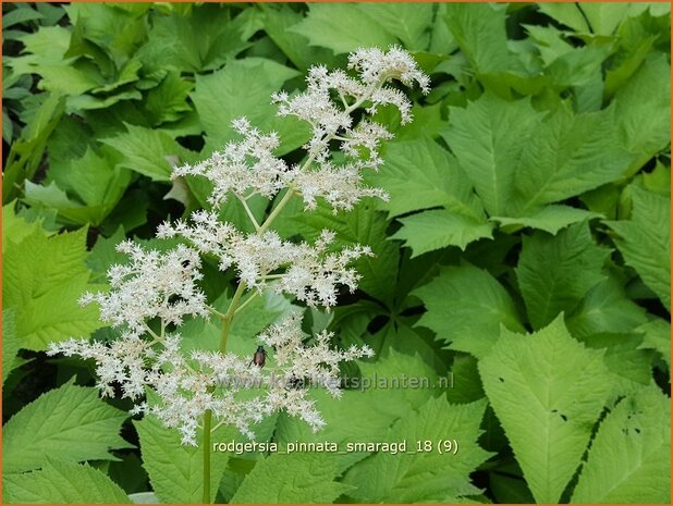 Rodgersia pinnata &#39;Smaragd&#39; | Schout-bij-nacht, Kijkblad | Fiederblättriges Schaublatt