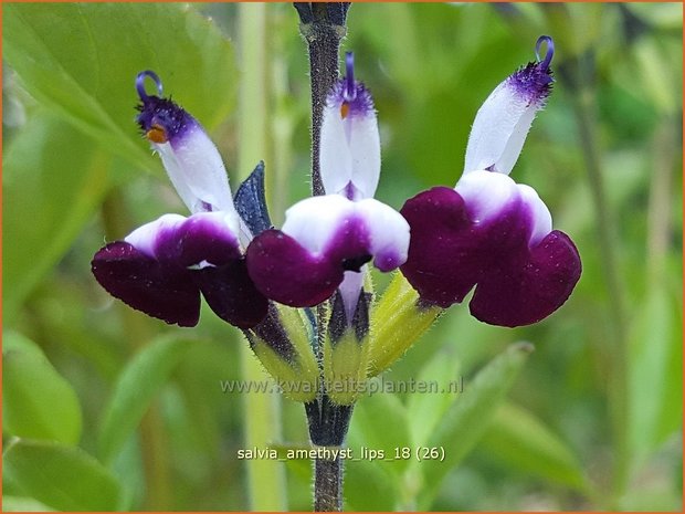 Salvia greggii &#39;Amethyst Lips&#39; | Herfstsalie, Salie, Salvia | Herbst-Strauch-Salbei