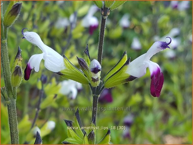 Salvia greggii &#39;Amethyst Lips&#39; | Herfstsalie, Salie, Salvia | Herbst-Strauch-Salbei