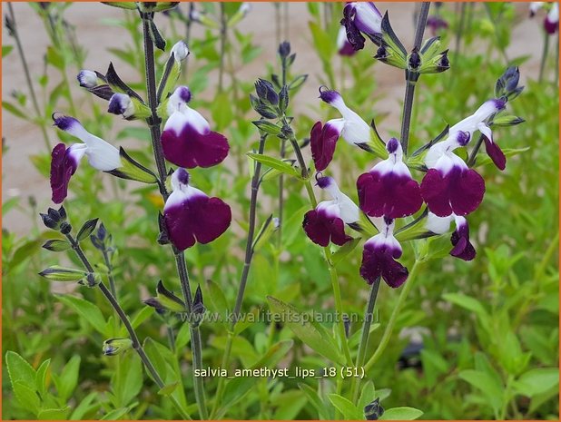 Salvia greggii &#39;Amethyst Lips&#39; | Herfstsalie, Salie, Salvia | Herbst-Strauch-Salbei