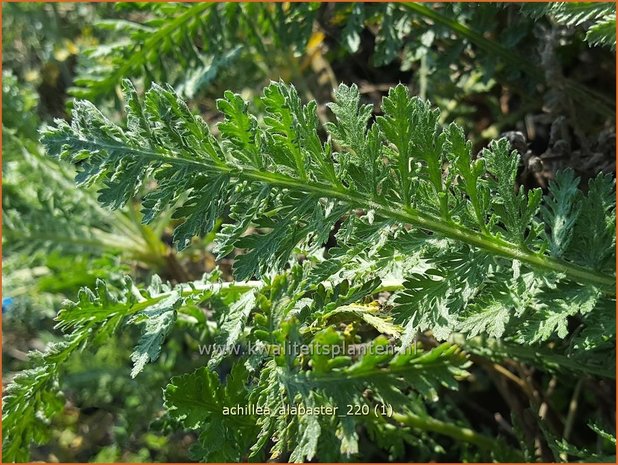 Achillea &#39;Alabaster&#39; | Duizendblad | Garbe