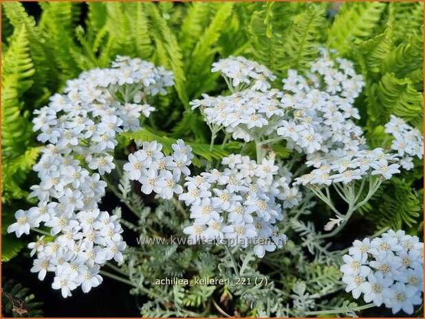 Achillea kellereri | Duizendblad | Silbergarbe