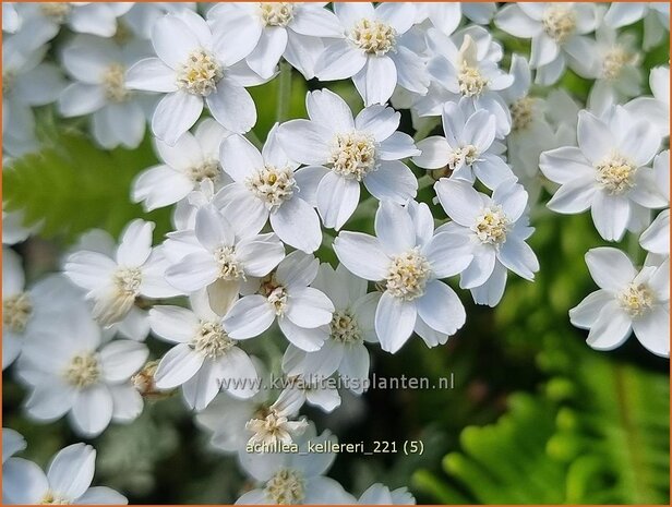 Achillea kellereri | Duizendblad | Silbergarbe