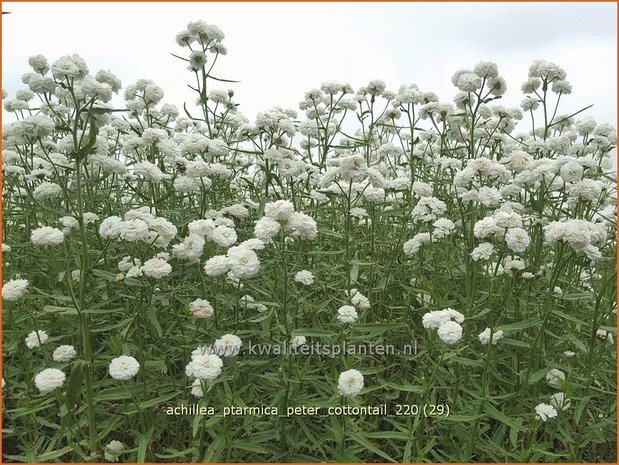 Achillea ptarmica &#39;Peter Cottontail&#39; | Hemdsknoopjes, Bertram, Duizendblad | Bertrams-Garbe