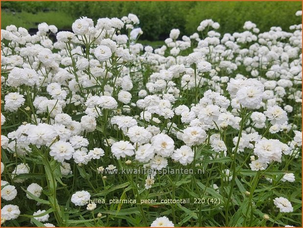 Achillea ptarmica &#39;Peter Cottontail&#39; | Hemdsknoopjes, Bertram, Duizendblad | Bertrams-Garbe