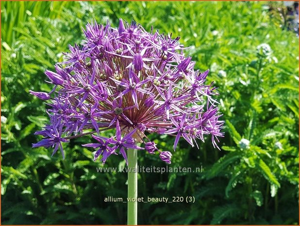 Allium &#39;Violet Beauty&#39; | Sierui, Look | Lauch