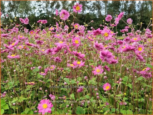 Anemone hybrida &#39;Pamina&#39; | Herfstanemoon, Japanse anemoon, Anemoon | Herbstanemone