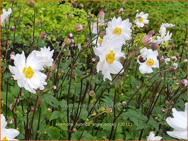 Anemone hybrida &#39;Snow Angel&#39; | Herfstanemoon, Japanse anemoon, Anemoon | Herbstanemone