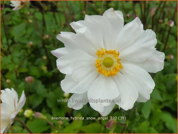 Anemone hybrida &#39;Snow Angel&#39; | Herfstanemoon, Japanse anemoon, Anemoon | Herbstanemone