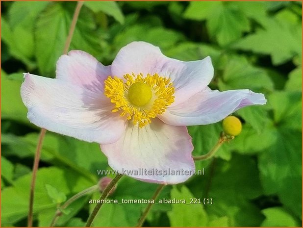 Anemone tomentosa &#39;Albadura&#39; | Herfstanemoon, Anemoon | Filzige Herbst-Anemone