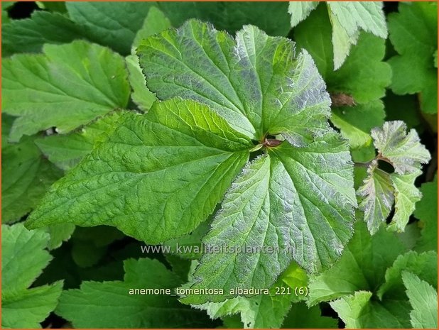 Anemone tomentosa &#39;Albadura&#39; | Herfstanemoon, Anemoon | Filzige Herbst-Anemone