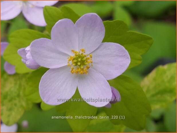 Anemonella thalictroides &#39;Tairin&#39; | Ruitanemoon | Rautenanemone