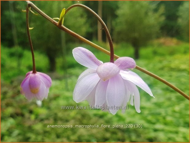 Anemonopsis macrophylla &#39;Flore Pleno&#39;