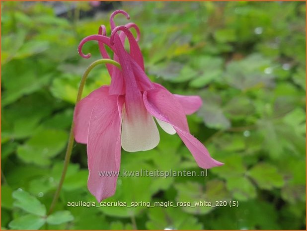 Aquilegia caerulea &#39;Spring Magic Rose White&#39; | Akelei | Langspornige Akelei