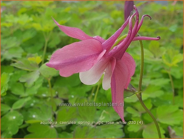 Aquilegia caerulea &#39;Spring Magic Rose White&#39; | Akelei | Langspornige Akelei