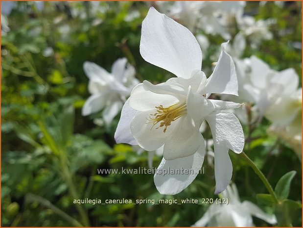 Aquilegia caerulea &#39;Spring Magic White&#39; | Akelei | Langspornige Akelei