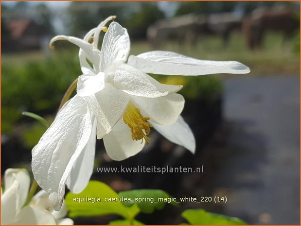 Aquilegia caerulea &#39;Spring Magic White&#39; | Akelei | Langspornige Akelei