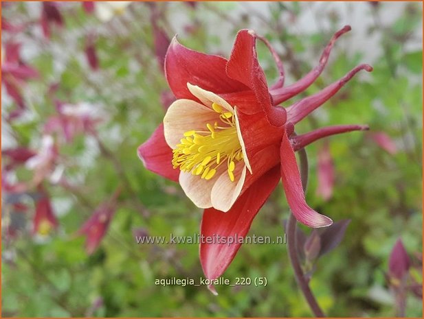 Aquilegia 'Koralle' | Akelei | Akelei