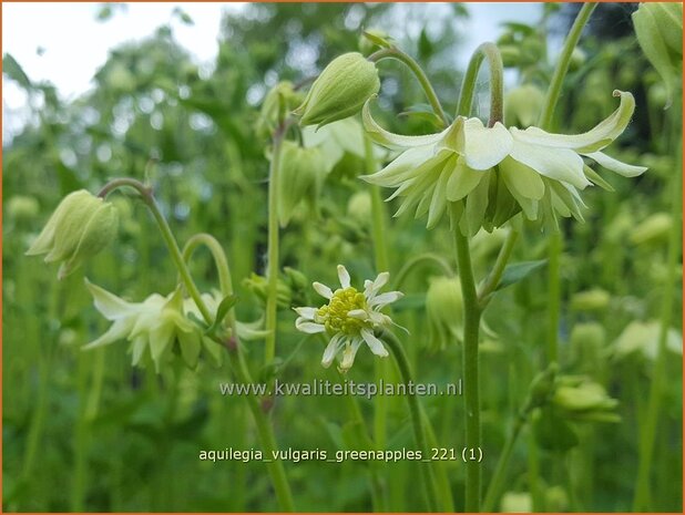 Aquilegia vulgaris &#39;Greenapples&#39; | Akelei | Gewöhnliche Akelei