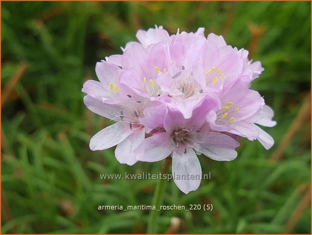 Armeria maritima &#39;Roschen&#39; | Engels gras | Strand-Grasnelke