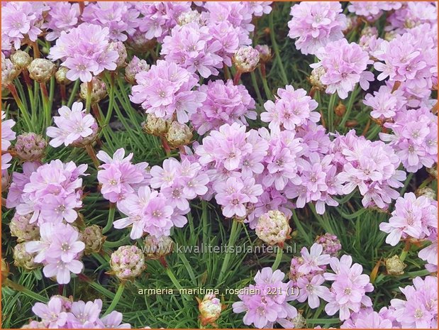 Armeria maritima &#39;Roschen&#39; | Engels gras | Strand-Grasnelke