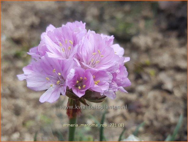 Armeria maritima &#39;Rosi&#39; | Engels gras | Grasnelke