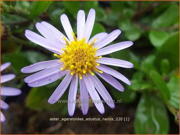 Aster ageratoides &#39;Adustus Nanus&#39; | Japanse dwergaster, Aster | Ageratum-ähnliche Aster