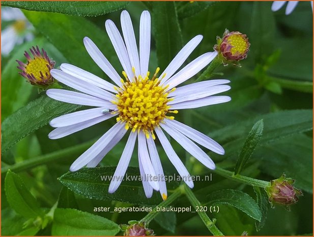 Aster ageratoides &#39;Blaukuppel&#39; | Japanse dwergaster, Aster | Ageratum-ähnliche Aster