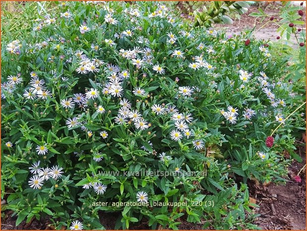 Aster ageratoides &#39;Blaukuppel&#39; | Japanse dwergaster, Aster | Ageratum-ähnliche Aster