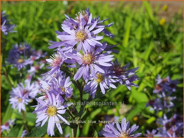 Aster cordifolius &#39;Blue Heaven&#39; | Hartbladaster, Aster | Herzblättrige Schleier-Aster