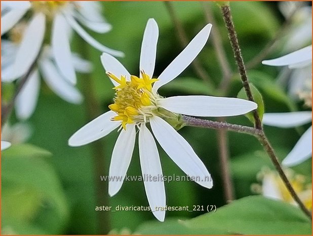 Aster divaricatus &#39;Tradescant&#39; | Sneeuwsteraster, Bosaster, Aster | Waldaster