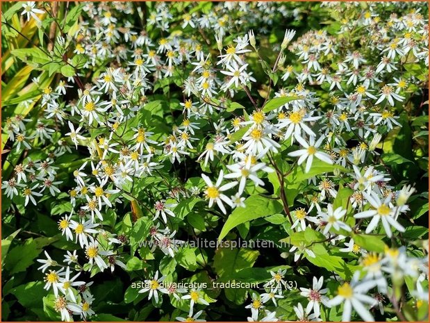 Aster divaricatus &#39;Tradescant&#39; | Sneeuwsteraster, Bosaster, Aster | Waldaster