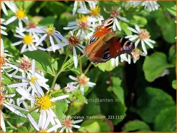 Aster divaricatus &#39;Tradescant&#39; | Sneeuwsteraster, Bosaster, Aster | Waldaster