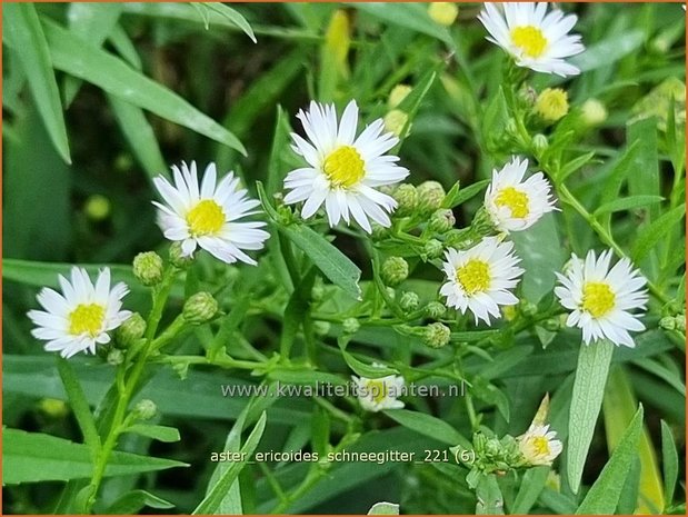 Aster ericoides &#39;Schneegitter&#39; | Heideaster, Sluieraster, Aster | Heide-Aster