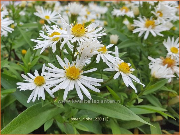 Aster 'Niobe' | Aster | Aster